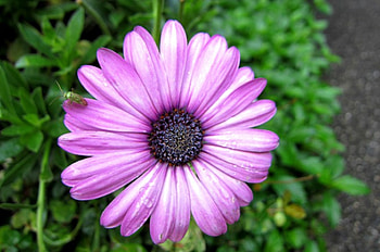 Pretty flower and insect, beautiful, pretty, insect, flower HD wallpaper