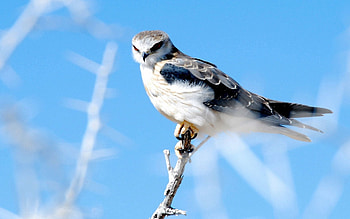 Animals, Glare, Bird, Branch, Hawk HD wallpaper
