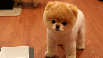 Most Beautiful Boo Dog HD wallpaper