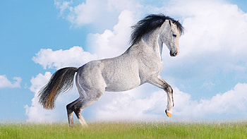 Amazing horse , animal, grass, horse HD wallpaper