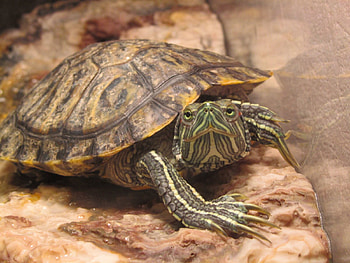 Animals, Sight, Opinion, Carapace, Shell, Turtle HD wallpaper