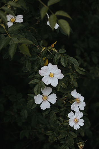 Flowers, Briar, Bush, Bloom, Flowering HD phone wallpaper