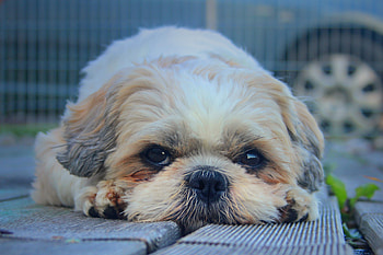 Animals, Fluffy, Dog, Muzzle, Sight, Opinion, Shih Tzu HD wallpaper