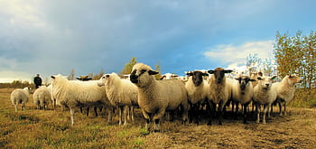 A group of sheep grazing on an open farm pasture under a cloudy sky. HD wallpaper