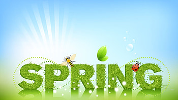 SPRING, sunshine, ladybug, sunlight, grass, fresh, bee, abstract, green, leaf, sky HD wallpaper