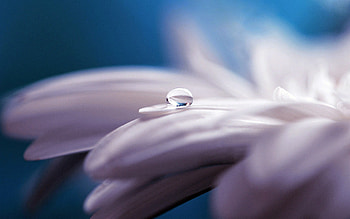 Water Drop Flower, flowers, water, drop, nature HD wallpaper