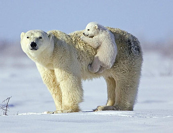 Polar bears, winter, white, funny, polar bear HD wallpaper