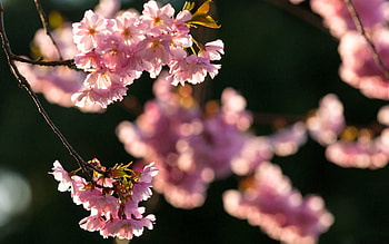 Flowers, Plant, Macro, Branch HD wallpaper
