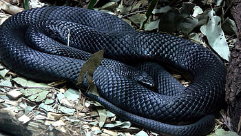 Black Mamba, Black snake, Snake , Snake HD wallpaper
