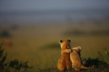 Sweet lions for Antonija, africa, cub, animals, wild, lions HD wallpaper