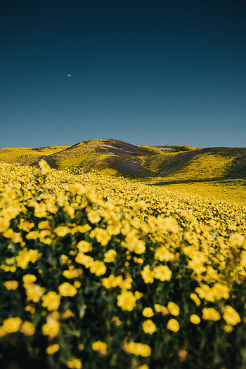 Landscape, Nature, Flowers, Field, Hills HD phone wallpaper