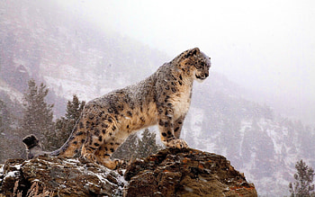 in the snow, cat, leopard, rocks, snowing, trees, mountains HD wallpaper