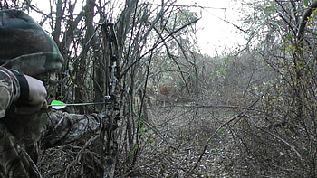 Hoyt Archery HD wallpaper