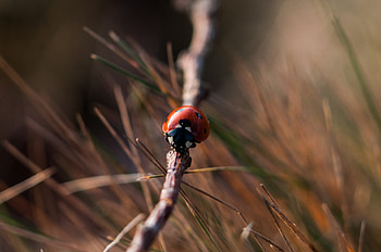 Macro, Close-Up, Insect, Ladybug, Ladybird HD wallpaper