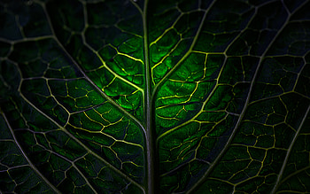 green leaf, macro, 3D textures, leaves textures, background with leaf, leaf patterns, natural textures, leaf textures, leaves patterns HD wallpaper
