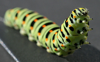 Macro, Striped, Color, Crawl, Paws, Caterpillar HD wallpaper