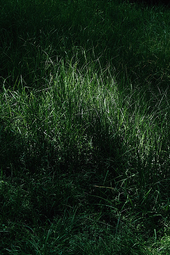 Grass, Macro, Meadow HD phone wallpaper