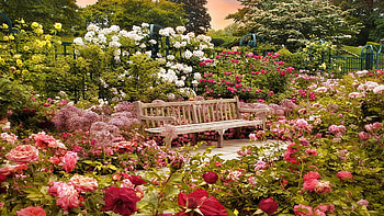The Peggy Rockefeller Rose Garden, New York Botanical Garden, blossoms, bench, colors, trees, landscape, usa HD wallpaper