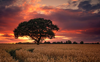 Wheat, Cloud, Field, Nature, Summer, Sunset, Tree HD wallpaper
