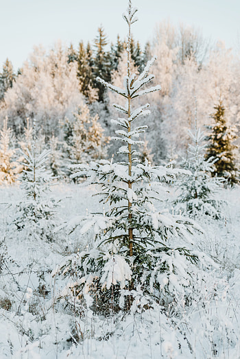 Winter, Nature, Snow, Wood, Tree, Christmas Tree, Garland HD phone wallpaper