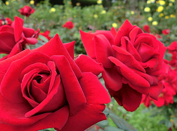 Flowers, Roses, Close-Up, Garden, Buds HD wallpaper