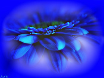 ℬluℯ , Flower, Fantasy, Blue, Color HD wallpaper