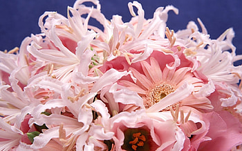Plants, Flowers HD wallpaper