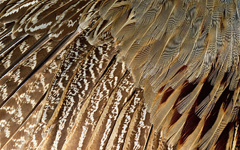 Feather, Dark, Texture, Textures, Form, Color HD wallpaper