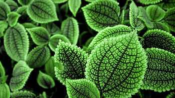 Plants, Leaves HD wallpaper