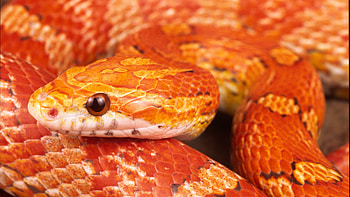 corn snake, animal, snake, corn, reptile HD wallpaper