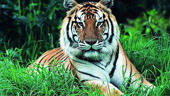Animals, Grass, Muzzle, Greens, Tiger, Stems HD wallpaper