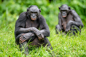Bonobo, Heartwarming baby bonobos, Adorable primate offspring, Reyebleach's cute captures HD wallpaper