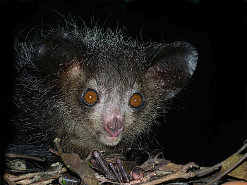 Inaturalist's Aye Aye , Close-up nature shots, Wildlife documentation, Biodiversity database HD wallpaper