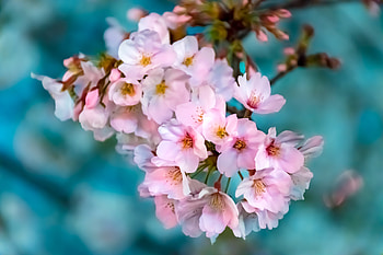 Cherry flowers, pink, bloom, blur HD wallpaper