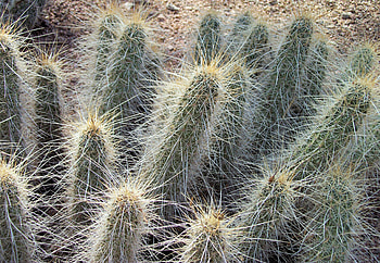 Thorny Cactus, thorny, cholla, desert, thorns, cactus HD wallpaper