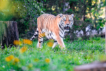 Animals, Grass, Predator, Sight, Opinion, To Fall, Mouth, Tiger Big Cat HD wallpaper