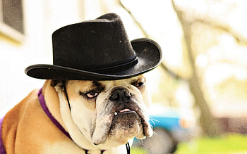 Animals, Dog, Sight, Opinion, Hat, Bulldog HD wallpaper