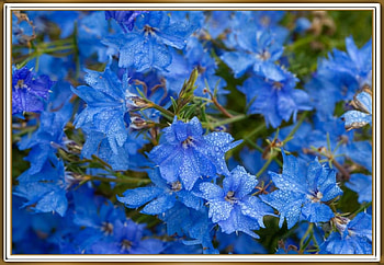 FRAMED FLOWERS, NATURE, FLOWERS, , FRAMED HD wallpaper