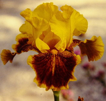 The Dazzler, iris, graphy, bearded, blooms, bi-color HD wallpaper