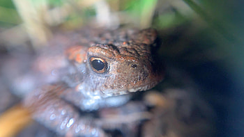 Animal, frog HD wallpaper