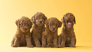 Puppies, toy, dog, brown, puppy, yellow, cute, pudel, caine HD wallpaper