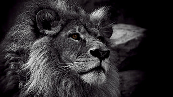 Monochrome lion, Graceful predator, Striking contrast, Timeless elegance HD wallpaper