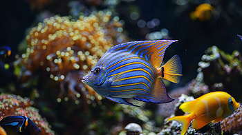 Vibrant Tropical Fish, Animal, fish, tropical fish, underwater HD wallpaper