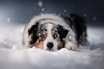Majestic Australian Shepherd in Snow – Stunning Animal, Animal, australian shepherd HD wallpaper