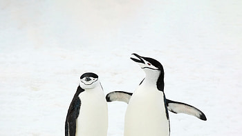 Penguins In Snow , penguins, birds, animals, snow HD wallpaper