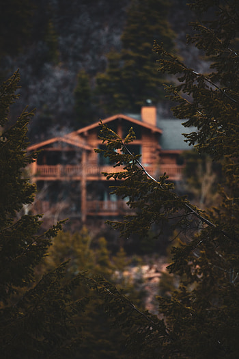 Nature, Trees, Wet, Blur, Smooth, Branches, House, Needles HD phone wallpaper