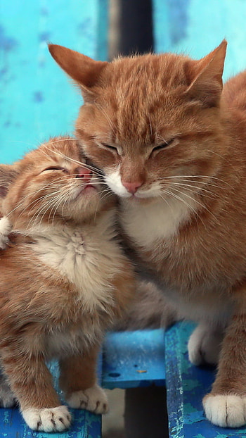 A Mother's Love, cute, love, kitten, Animal, cat, cute cat HD phone wallpaper