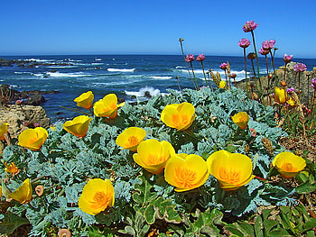 Little bits of sun, shore, yellow, green, flowers, water, ocean HD wallpaper
