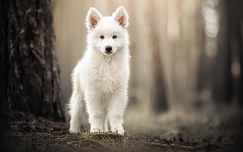 Samoyed puppy, animal, white, pupy, caine, samoyed HD wallpaper