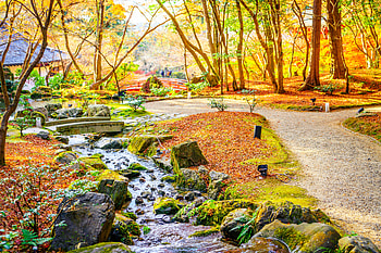 Autumn, Park, Leaves, Forest, Fall, Trees HD wallpaper